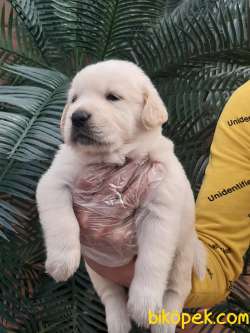 LABRADOR RETRIEVER YAVRULARI 5