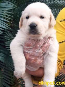 LABRADOR RETRIEVER YAVRULARI 4