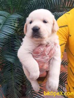 LABRADOR RETRIEVER YAVRULARI 1