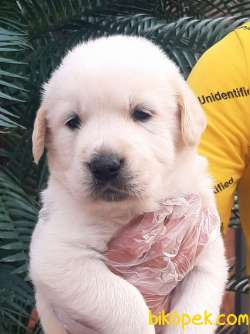 LABRADOR RETRIEVER YAVRULARI 2