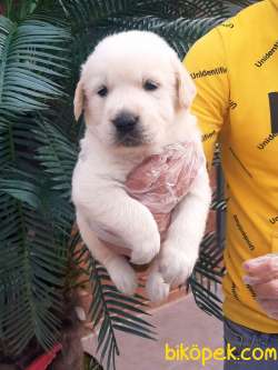 LABRADOR RETRIEVER YAVRULARI 3