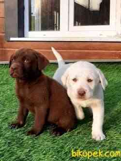 LABRADOR RETRIEVER YAVRULARI 5