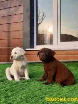 LABRADOR RETRIEVER YAVRULARI 3