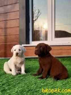 LABRADOR RETRIEVER YAVRULARI 2