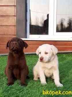 LABRADOR RETRIEVER YAVRULARI 4