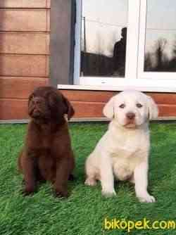 LABRADOR RETRIEVER YAVRULARI 1