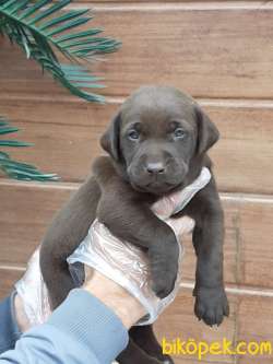 LABRADOR RETRİEVER YAVRULARI 3