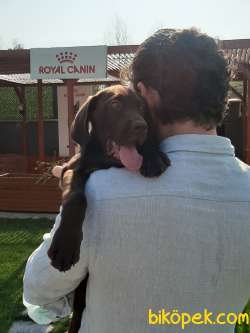 LABRADOR RETRIEVER YAVRULARI 3
