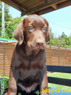 LABRADOR RETRIEVER YAVRULARI 1