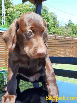LABRADOR RETRIEVER YAVRULARI 4