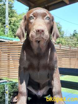 LABRADOR RETRIEVER YAVRULARI 2
