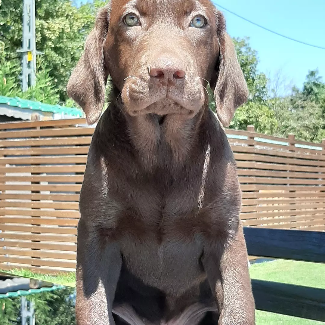 LABRADOR RETRIEVER YAVRULARI 2