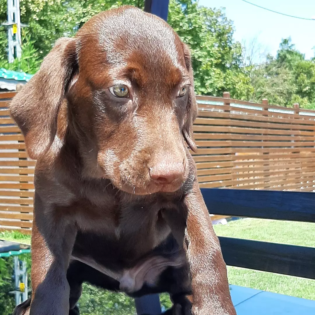 LABRADOR RETRIEVER YAVRULARI 3
