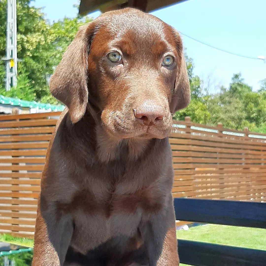 LABRADOR RETRIEVER YAVRULARI 1