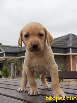 LABRADOR RETRIEVER YAVRULARI 2
