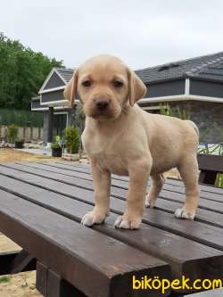 LABRADOR RETRIEVER YAVRULARI 1