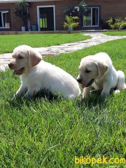 LABRADOR RETRIEVER YAVRULARI 3