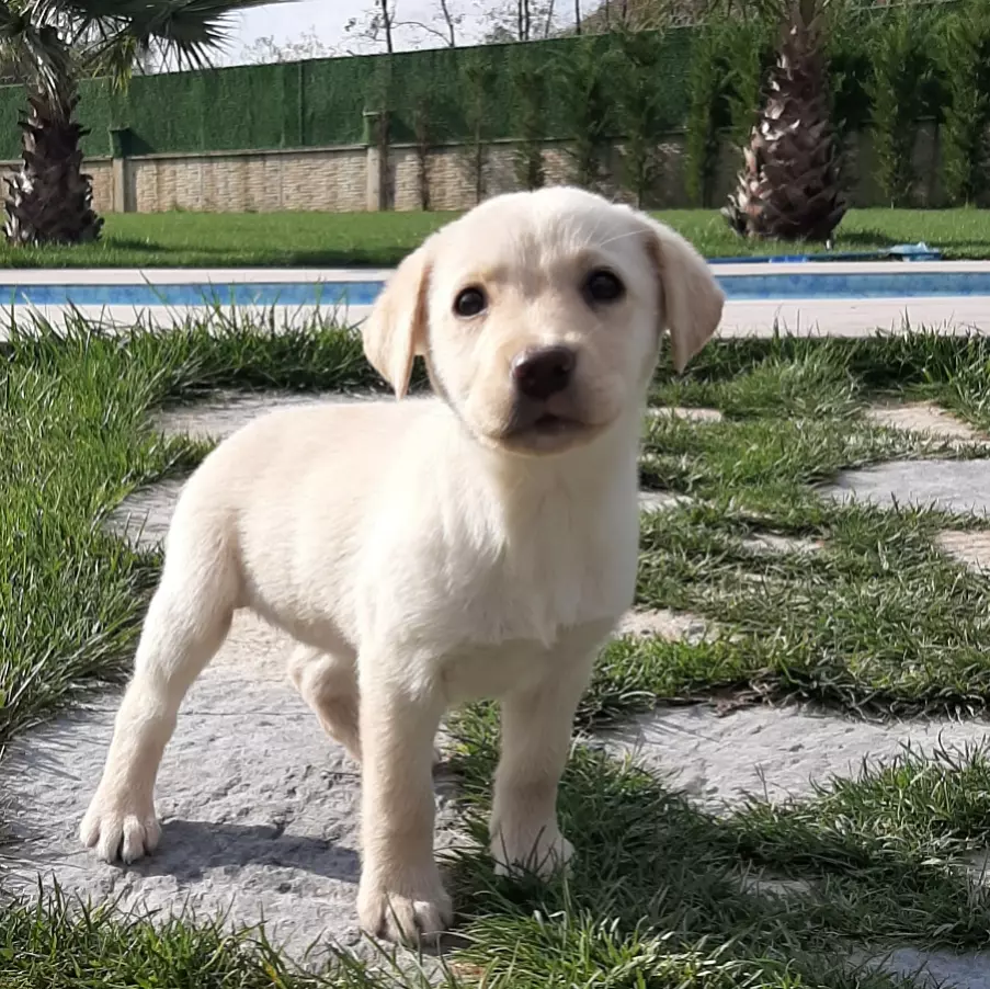 LABRADOR RETRIEVER YAVRULARI 4