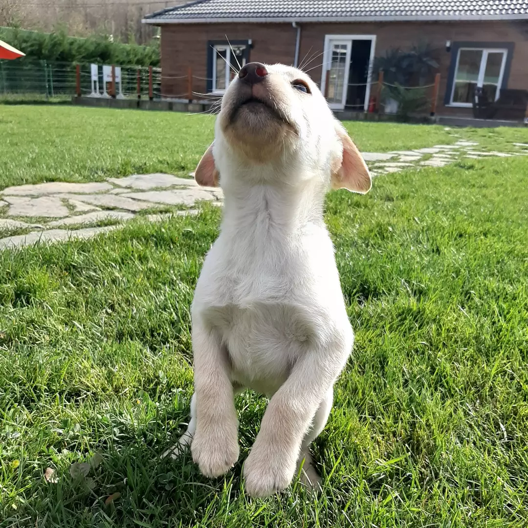 LABRADOR RETRIEVER YAVRULARI 3