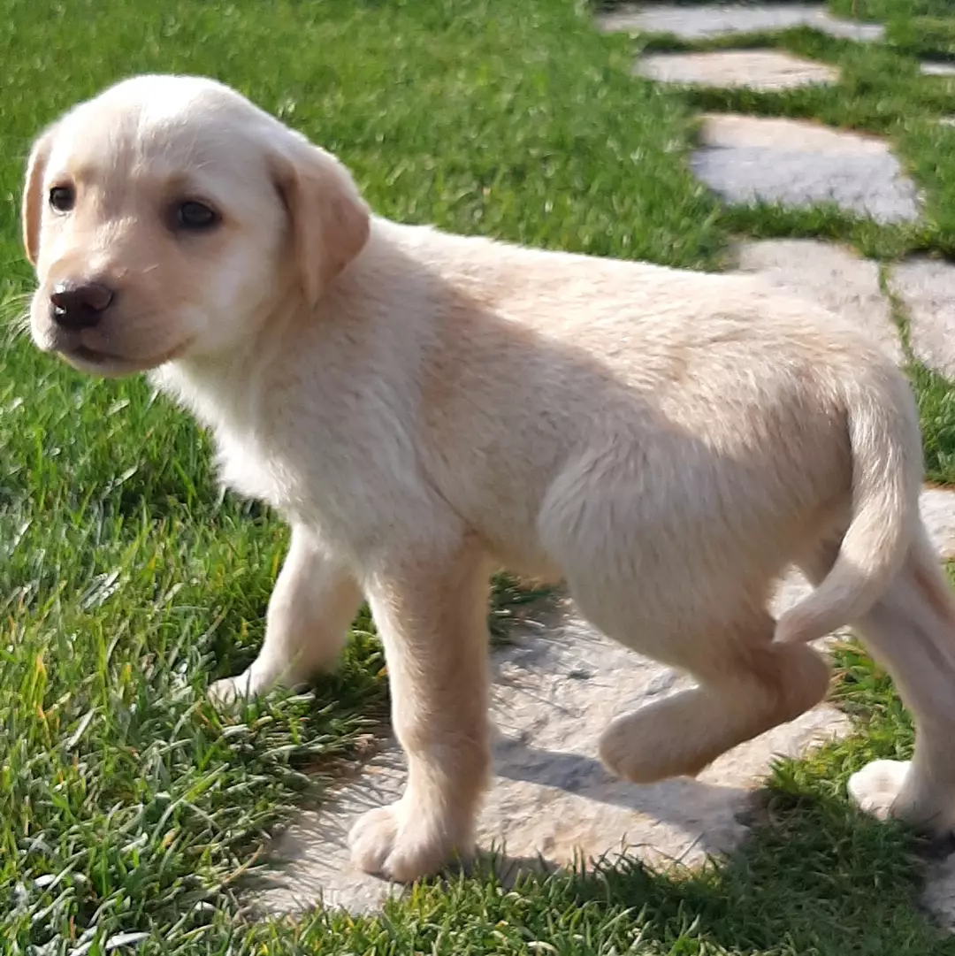 LABRADOR RETRIEVER YAVRULARI 2