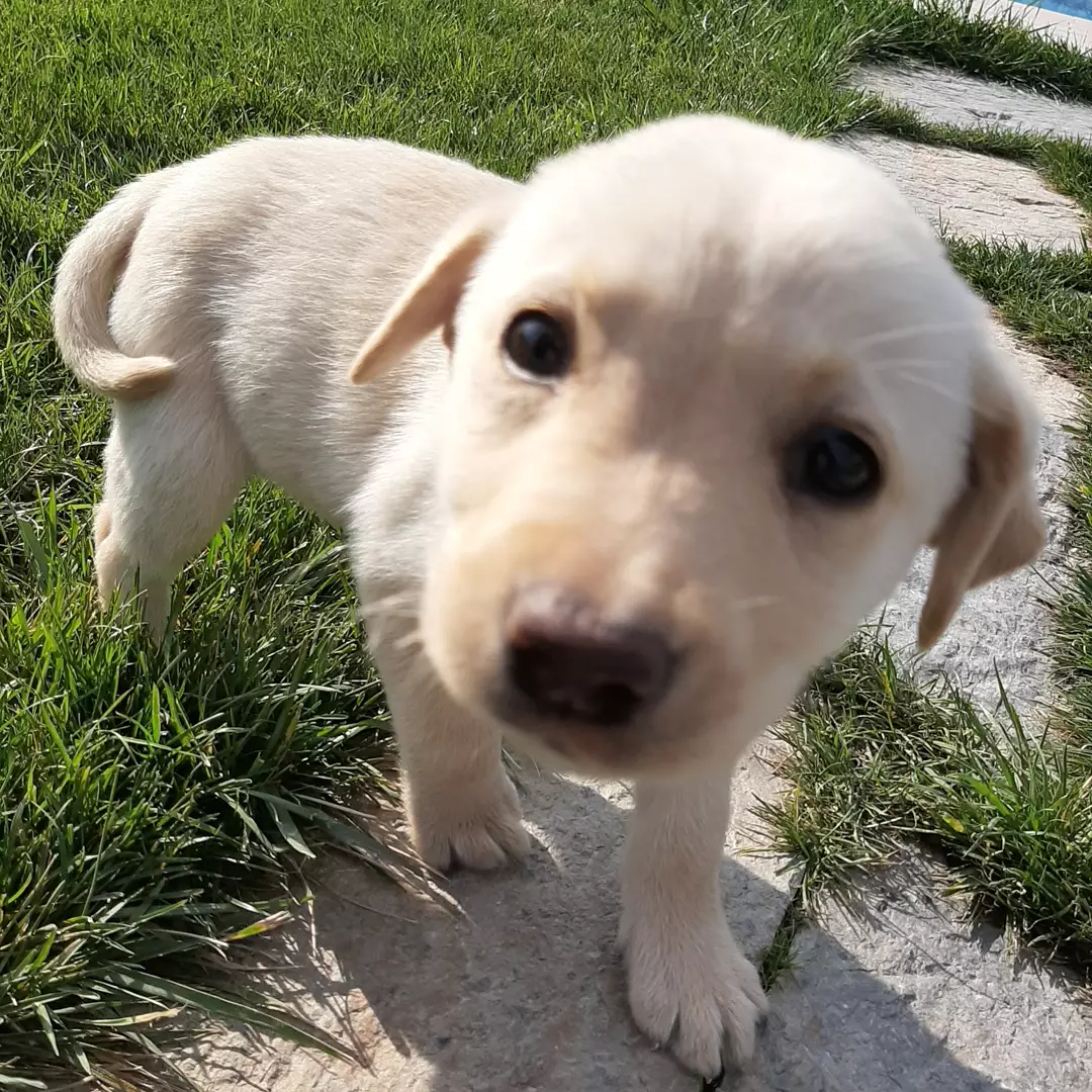 LABRADOR RETRIEVER YAVRULARI 1