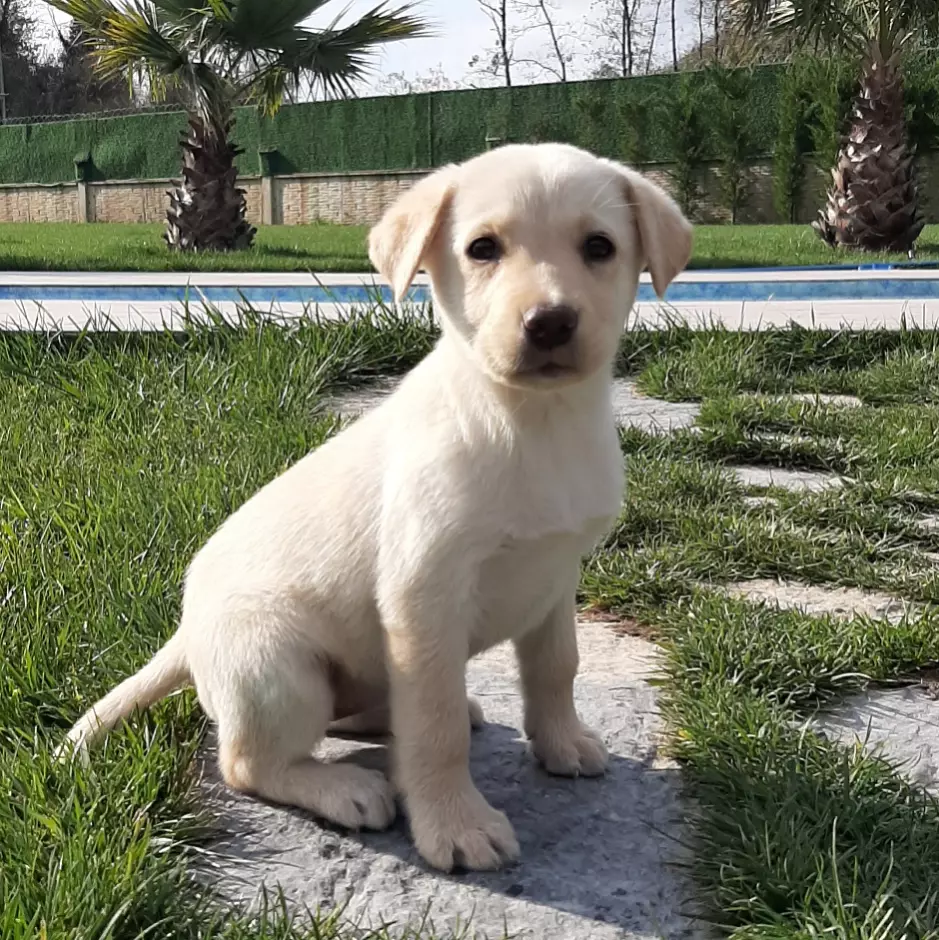 LABRADOR RETRIEVER YAVRULARI 5