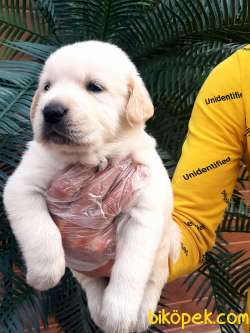 LABRADOR RETRİEVER YAVRULARI Çiftlikten 4