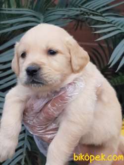 LABRADOR RETRİEVER YAVRULARI Çiftlikten 2
