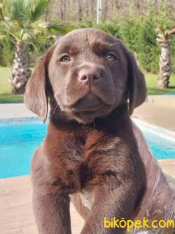 LABRADOR RETRİEVER YAVRULARI Çiftlikten 3