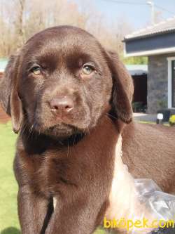 LABRADOR RETRİEVER YAVRULARI Çiftlikten 2