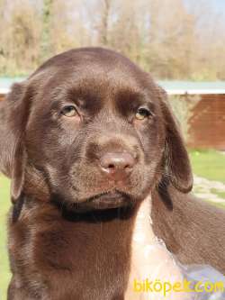 LABRADOR RETRİEVER YAVRULARI Çiftlikten 1
