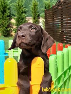 LABRADOR RETRİEVER YAVRULARI Çiftlikten 2