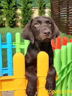 LABRADOR RETRİEVER YAVRULARI Çiftlikten 3