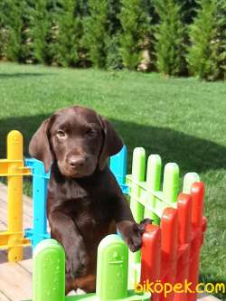 LABRADOR RETRİEVER YAVRULARI Çiftlikten