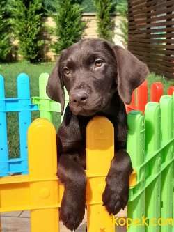 LABRADOR RETRİEVER YAVRULARI Çiftlikten 5