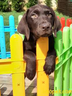 LABRADOR RETRİEVER YAVRULARI Çiftlikten 4
