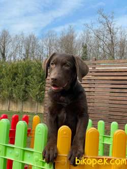 LABRADOR RETRİEVER YAVRULARI Çiftlikten 3