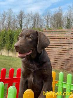 LABRADOR RETRİEVER YAVRULARI Çiftlikten 4