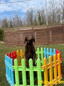 LABRADOR RETRİEVER YAVRULARI Çiftlikten 5