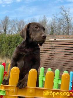 LABRADOR RETRİEVER YAVRULARI Çiftlikten