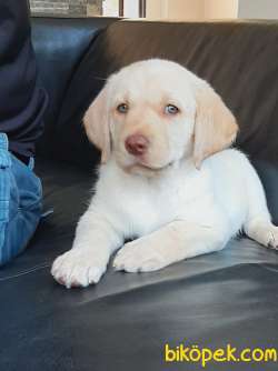 LABRADOR RETRIEVER YAVRULARI ISTANBUL 2
