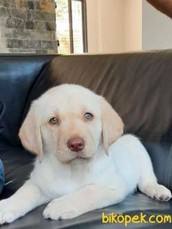 LABRADOR RETRIEVER YAVRULARI ISTANBUL 3