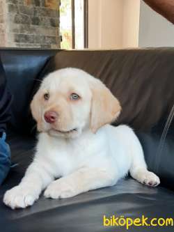 LABRADOR RETRIEVER YAVRULARI ISTANBUL 4
