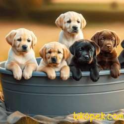LABRADOR RETRIEVER YAVRULARI ISTANBUL