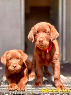 Labrador Retriever Yavruları Muhteşem Formda 5