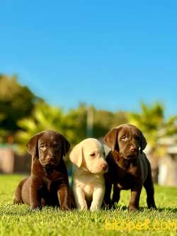 Labrador Retriever Yavruları Muhteşem Formda 4