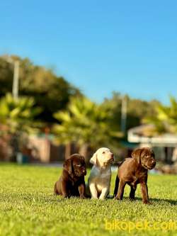 Labrador Retriever Yavruları Muhteşem Formda 2