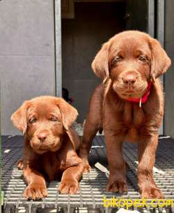 Labrador Retriever Yavruları Muhteşem Formda 1