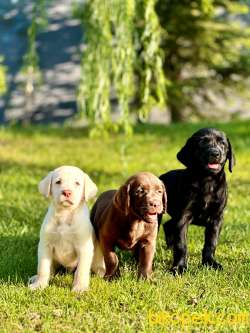 Labrador Retriever Yavruları Muhteşem Formda 1