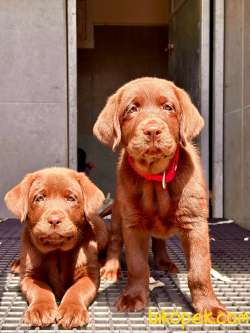 Labrador Retriever Yavruları Muhteşem Formda 4